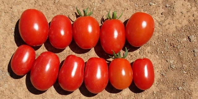 Cocktail Cherry tomato 853-096 p2